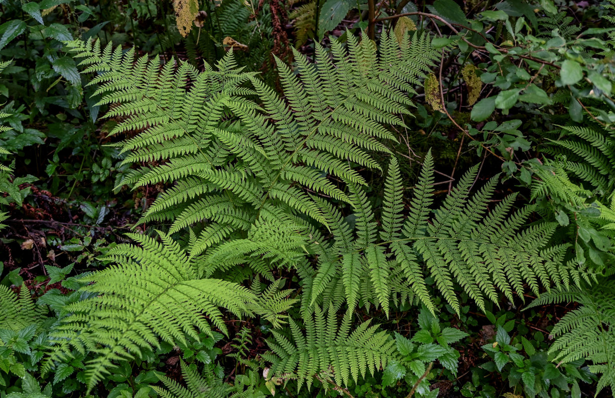 Изображение особи Athyrium filix-femina.