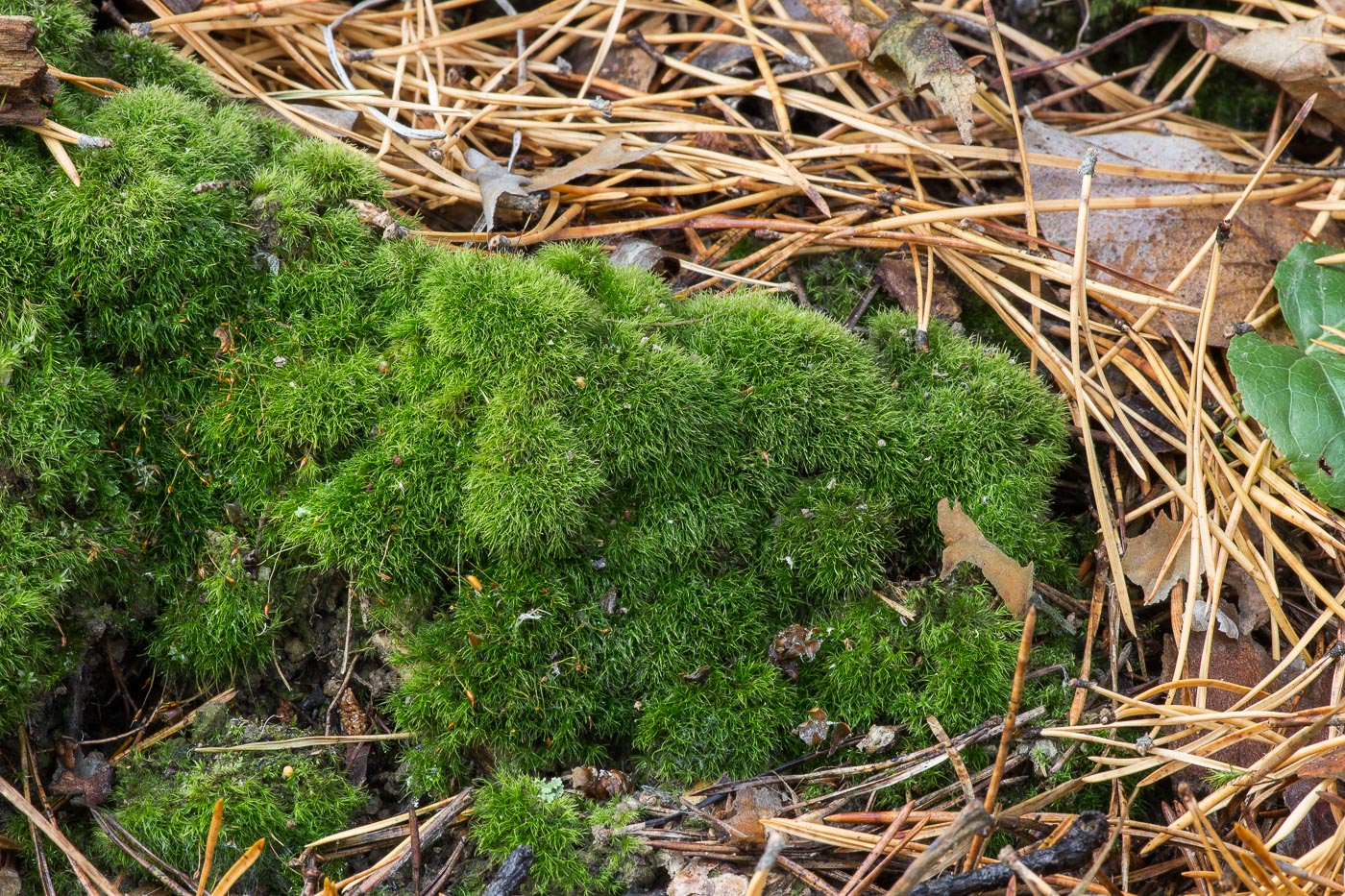 Image of Dicranella heteromalla specimen.