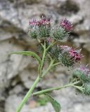 genus Arctium