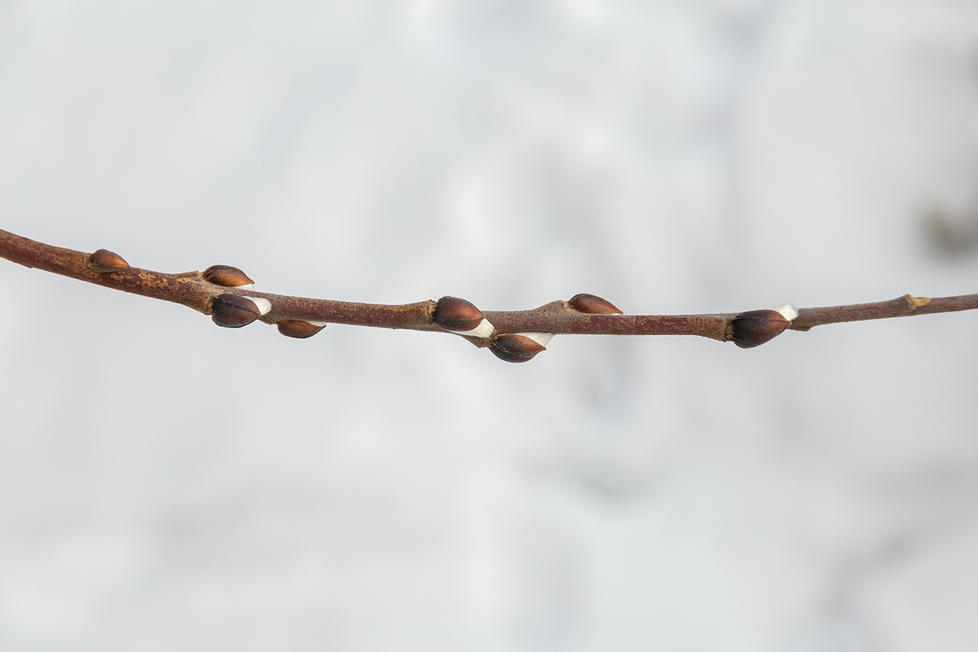 Изображение особи Salix caprea.