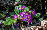 Primula vulgaris. Цветущее растение в сообществе с Cyclamen coum. Краснодарский край, Сочи, Хостинский р-н, Змейковские водопады, широколиственный лес. 11.03.2025.