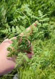 Anthriscus sylvestris