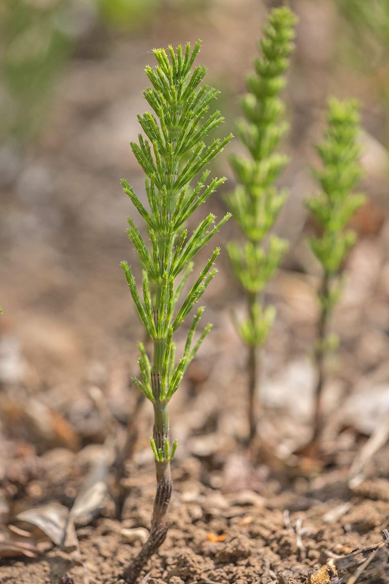 Image of Equisetum arvense specimen.