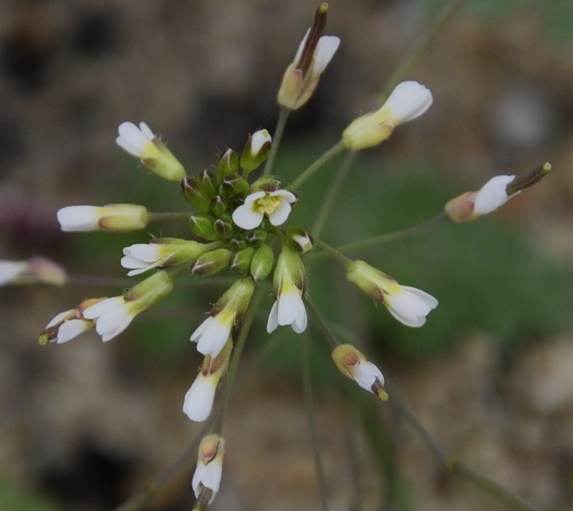 Image of Arabidopsis thaliana specimen.