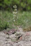 Salvia austriaca. Цветущее растение. Крым, Севастополь, окр. с. Терновка, поляна в шибляке. 18.05.2025.