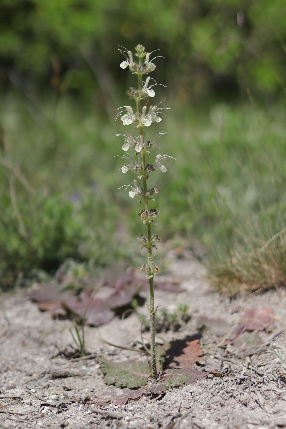 Изображение особи Salvia austriaca.