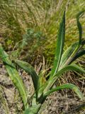 Jurinea multiflora. Средняя часть стебля. Оренбургская обл., Кувандыкский муниципальный округ, степной склон. 28 мая 2024 г.