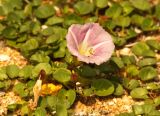 Calystegia soldanella
