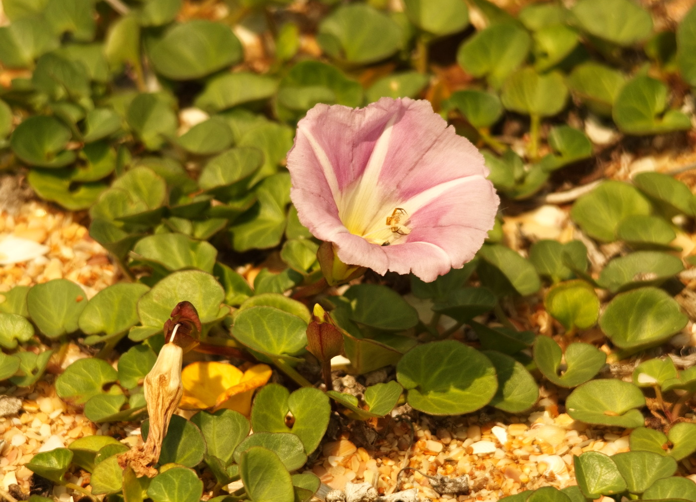 Image of Calystegia soldanella specimen.