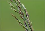 Festuca rubra. Соцветие. Московская обл., Раменский р-н, окр. дер. Хрипань, садовый участок. 26.06.2025.
