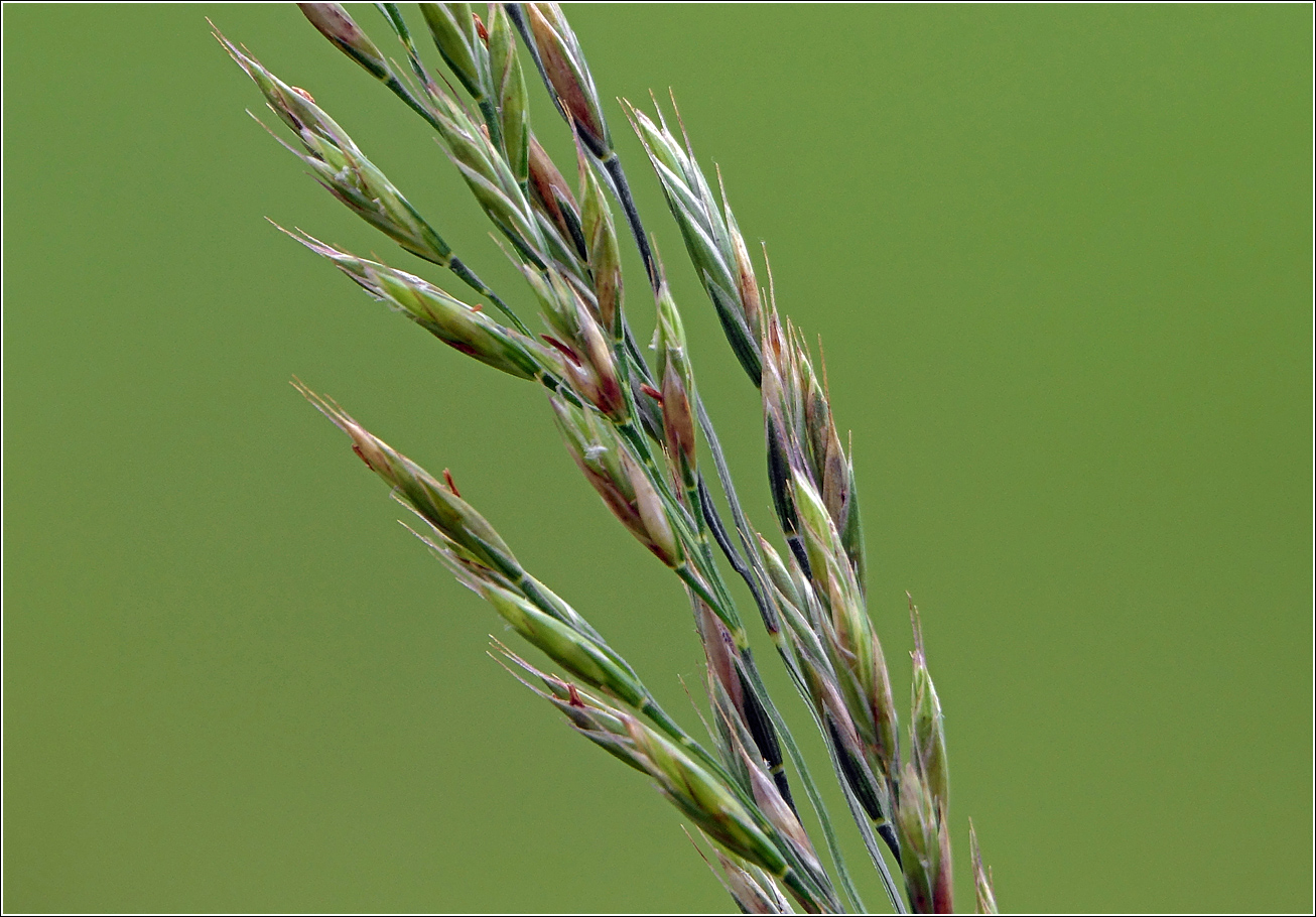 Image of Festuca rubra specimen.