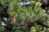 Pinus armandii