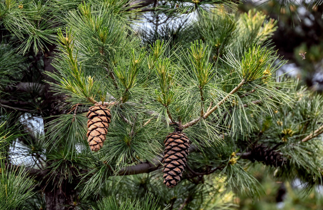 Изображение особи Pinus armandii.