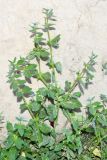 Asperugo procumbens