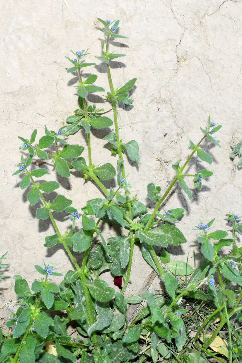 Изображение особи Asperugo procumbens.