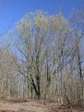 Salix caprea