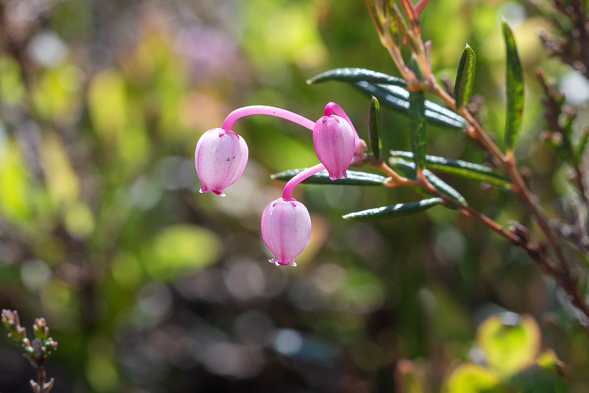 Image of Andromeda polifolia specimen.
