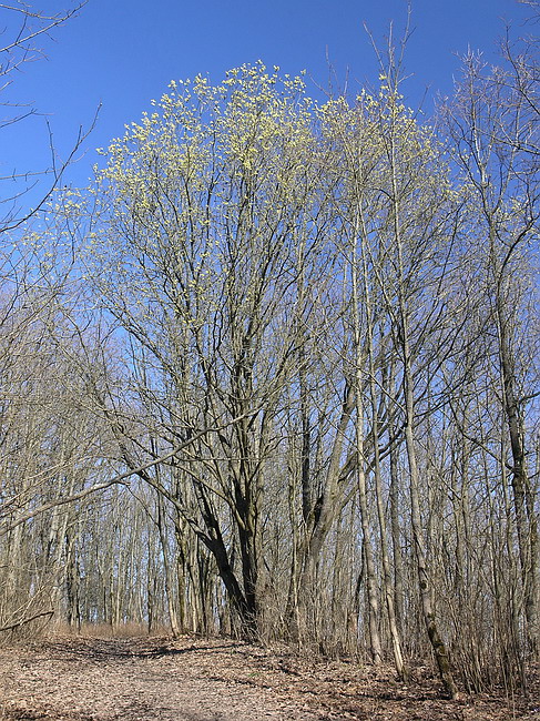Image of Salix caprea specimen.