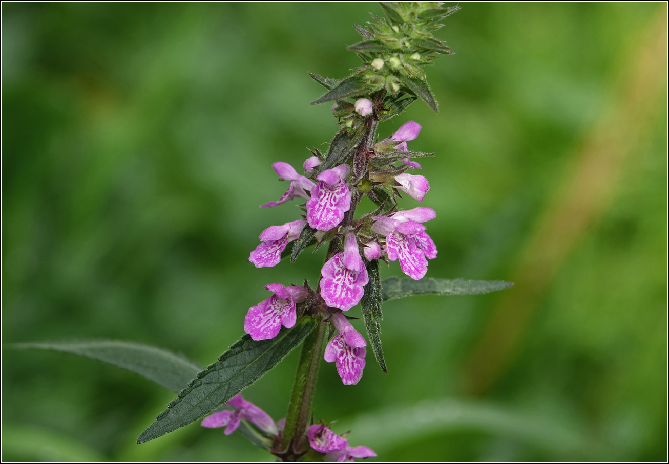 Image of Stachys palustris specimen.