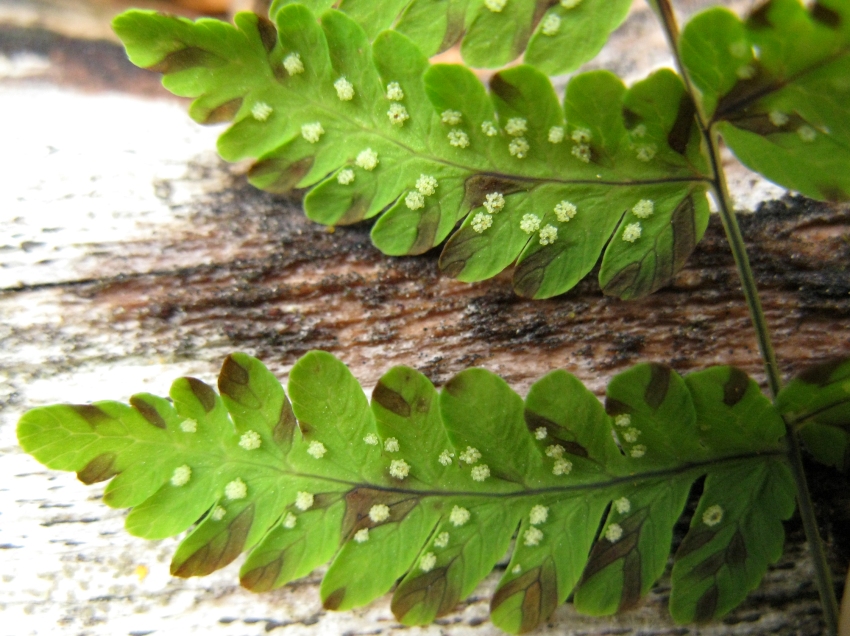 Изображение особи Gymnocarpium dryopteris.