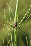 Equisetum ramosissimum. Средняя часть побега. Крым, Севастополь, Инкерман, пустырь. 14.09.2025.