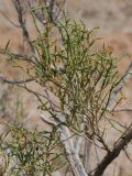 Arthrophytum balchaschense. Веточки. Казахстан, Жетысуская обл., Панфиловский р-н, отроги Джунгарского Алатау, горы Долонтау, пестроцветы. 19 сентября 2025 г.