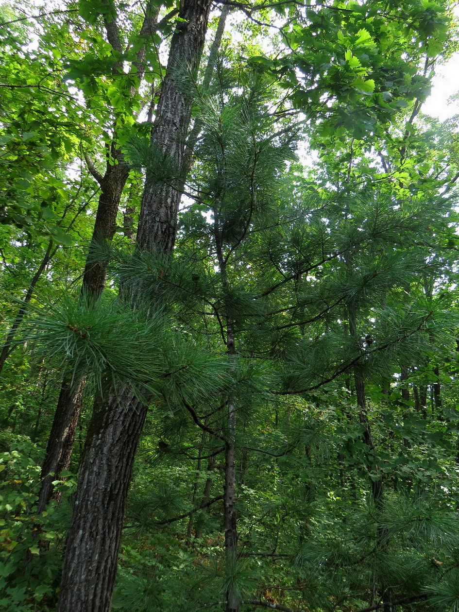 Изображение особи Pinus koraiensis.