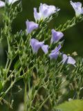 Linum hirsutum