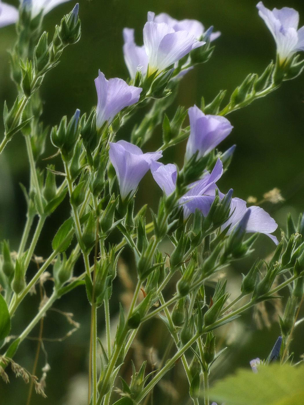 Изображение особи Linum hirsutum.