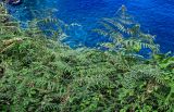 Pteridium aquilinum. Вайи. Португалия, о-в Мадейра, р-н Сейшал, обрывистый склон на побережье. 19.08.2025.