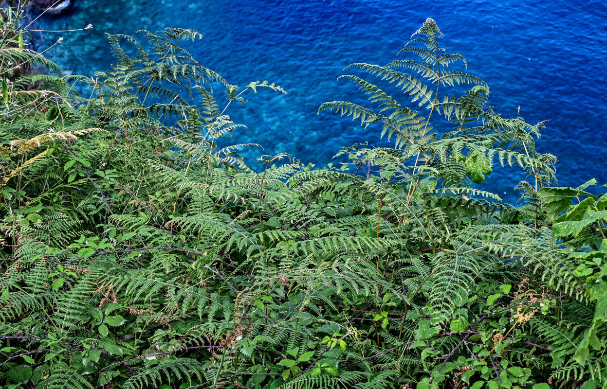 Изображение особи Pteridium aquilinum.