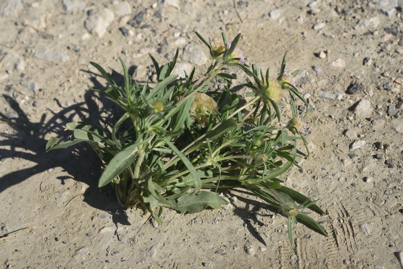 Изображение особи семейство Dipsacaceae.