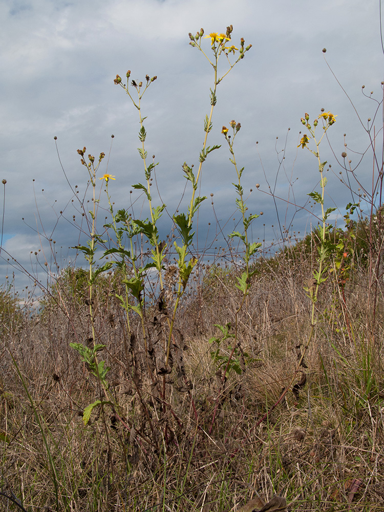 Изображение особи Senecio grandidentatus.