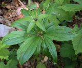 Paris incompleta. Верхушка цветущего растения. Абхазия, Гагрский р-н, 1700 м н.у.м., широколиственный лес. 12.06.2025.