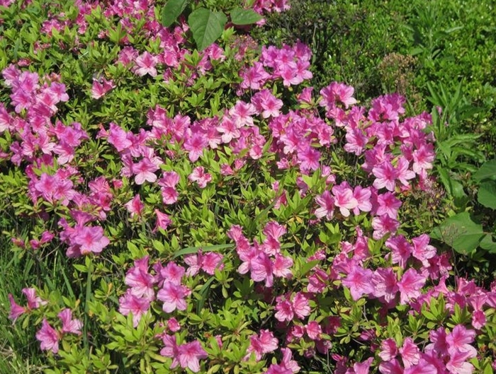 Image of genus Rhododendron specimen.