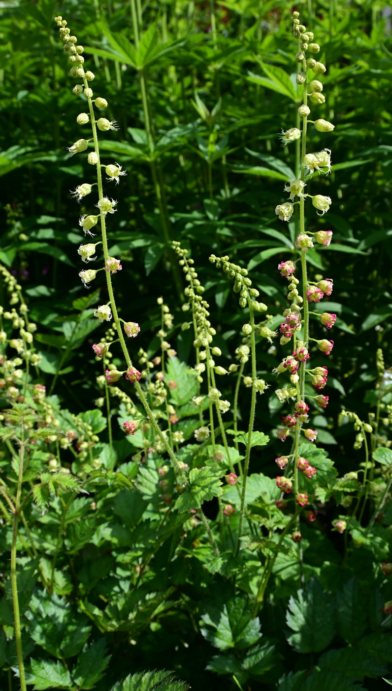 Изображение особи Неопознанный вид.