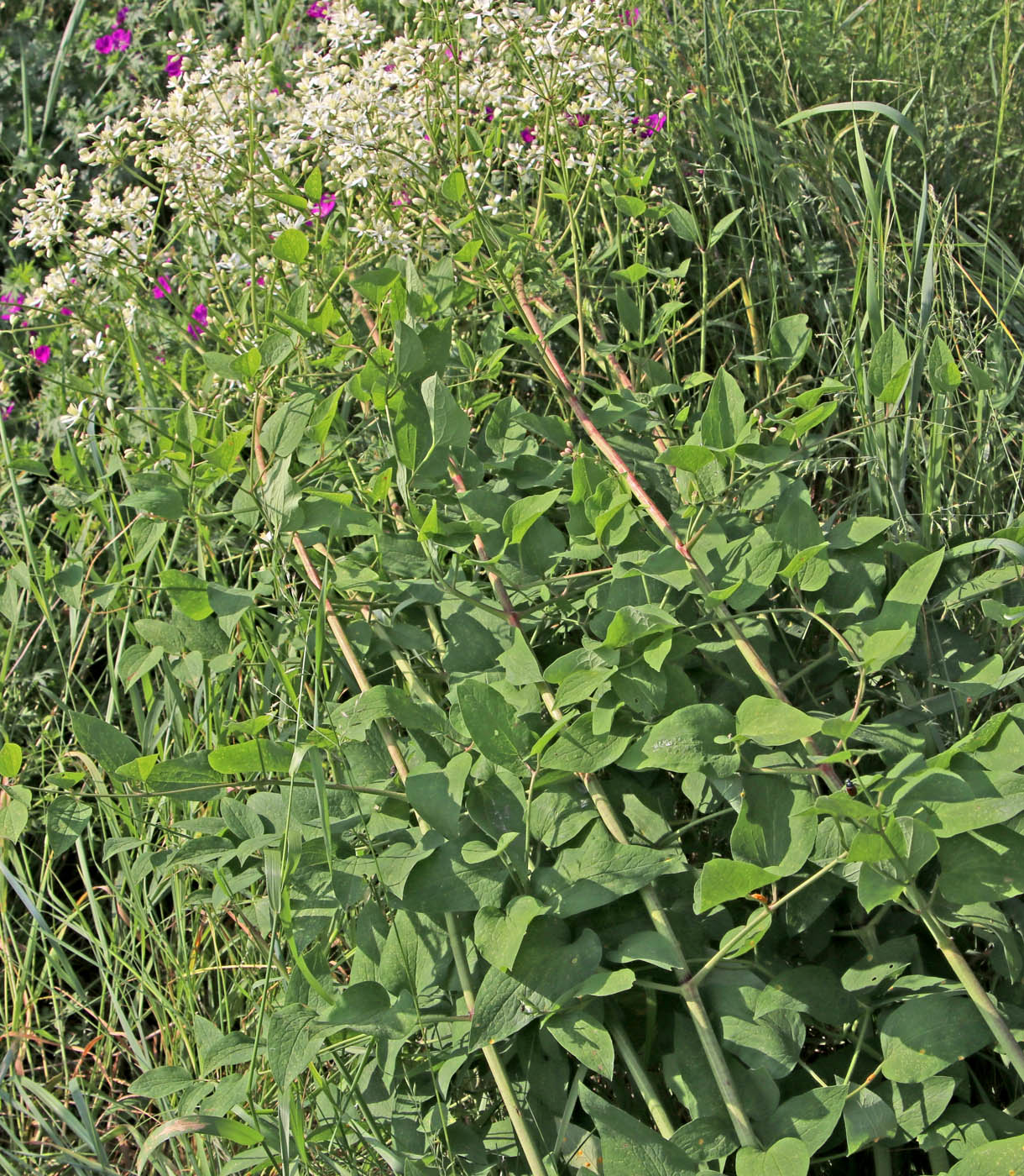 Изображение особи Clematis recta.