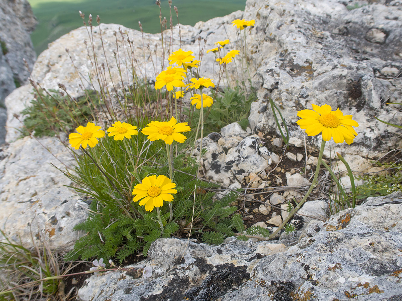 Image of Anthemis sosnovskyana specimen.