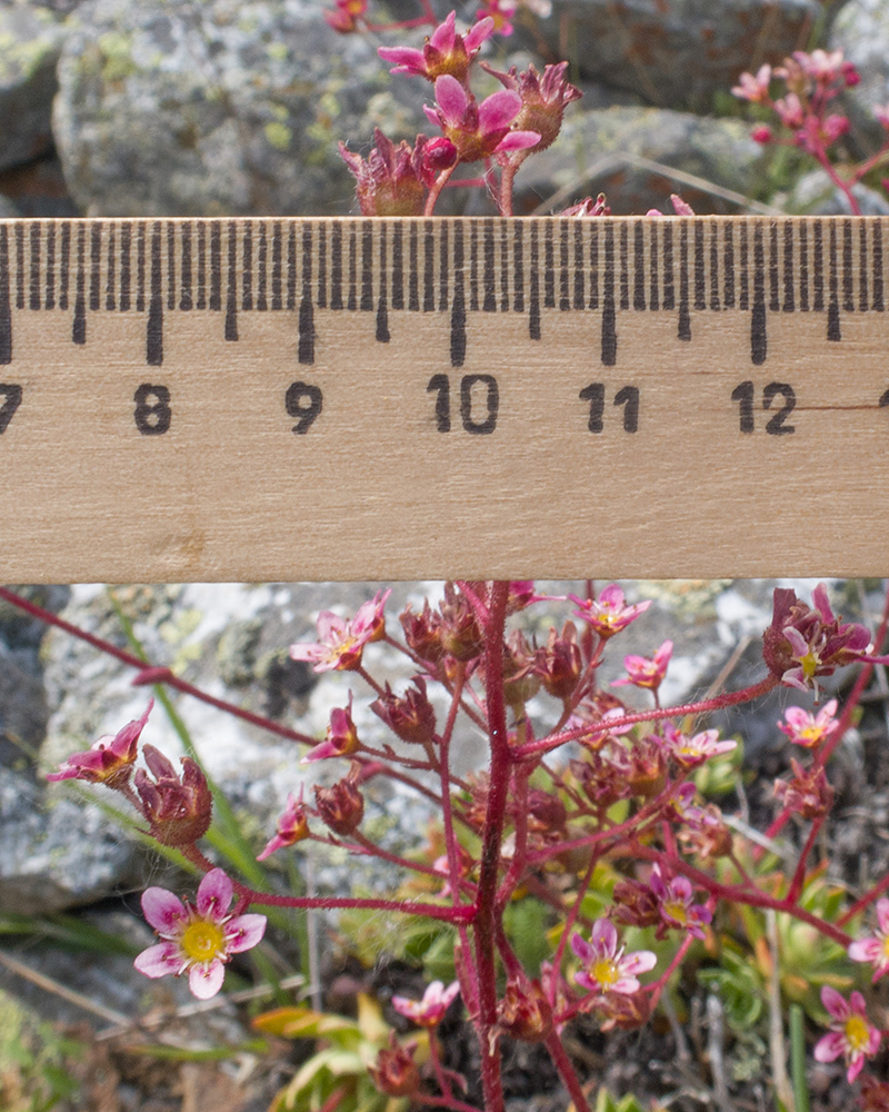 Изображение особи Saxifraga kolenatiana.