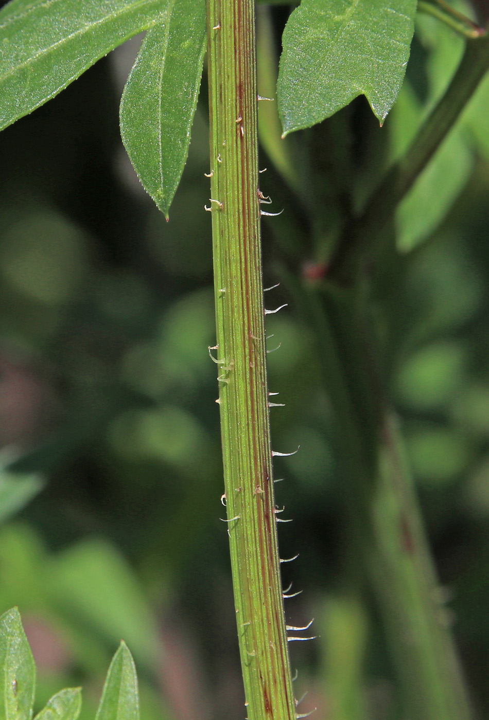 Image of Cosmos sulphureus specimen.