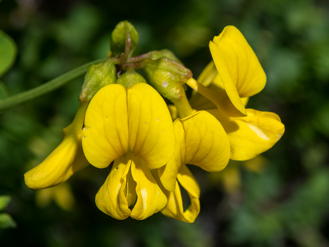 Изображение особи Hippocrepis emeroides.