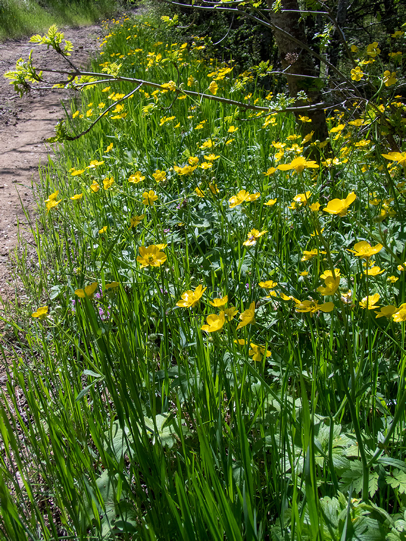 Image of Ranunculus constantinopolitanus specimen.