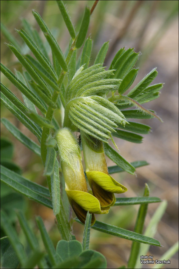 Image of Vicia anatolica specimen.