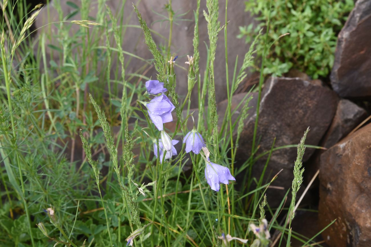 Изображение особи род Campanula.