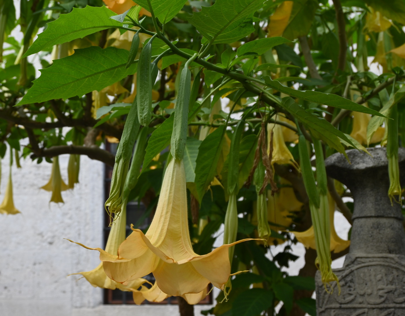 Изображение особи род Brugmansia.