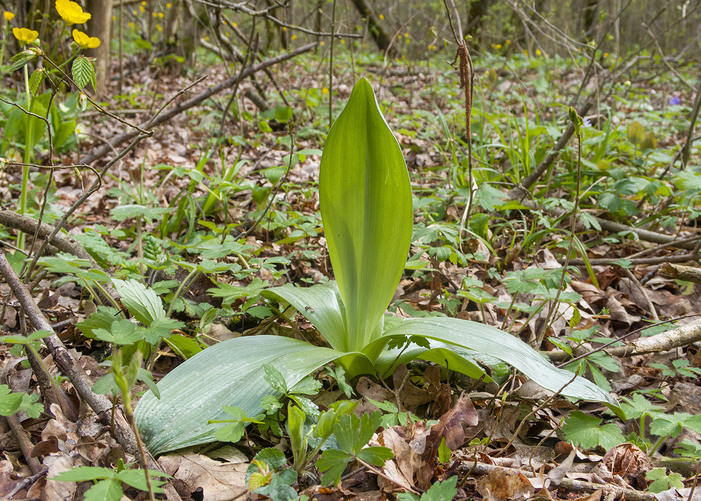 Image of Orchis purpurea ssp. caucasica specimen.