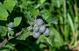 Arctium tomentosum. Верхушка побега с нераспустившимися соцветиями. Калининградская обл., Гурьевский р-н, пос. Зеленополье, у дороги. 02.07.2025.