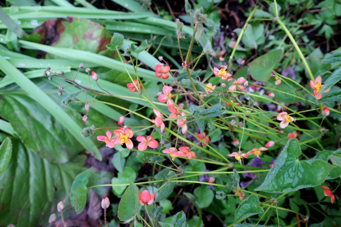 Image of Epimedium × warleyense specimen.