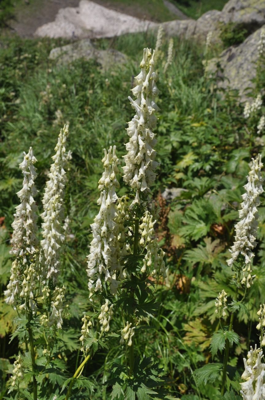 Image of Aconitum orientale specimen.