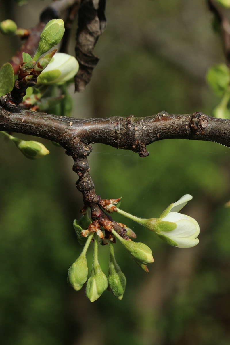 Изображение особи Prunus domestica.